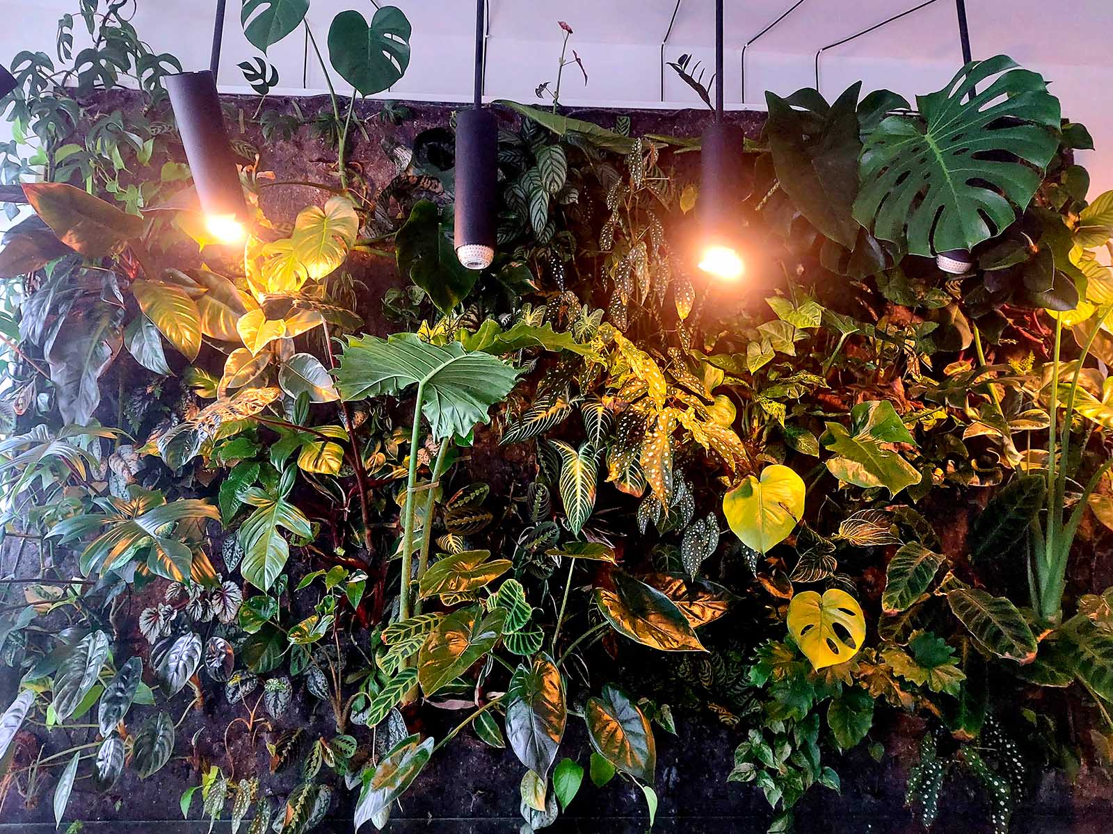 Plant Ambient - The Living Wall as a Statement Piece